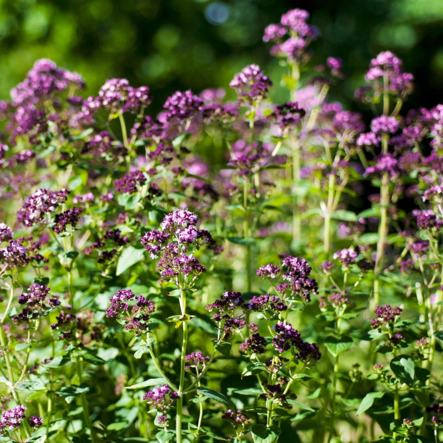 Purple-blooming Origanum vulgare plants