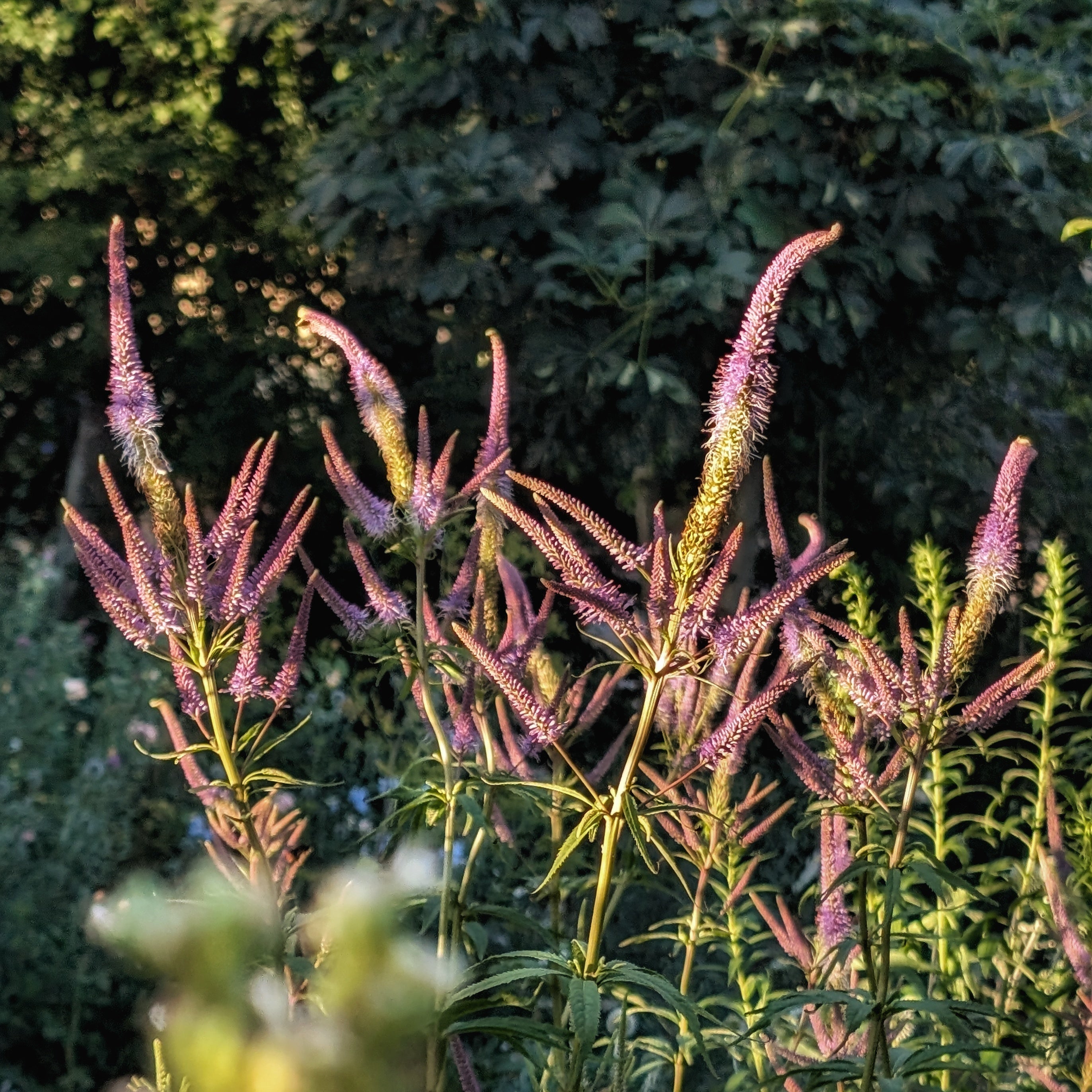 Violett blühendes Veronicastrum in der Abendsonne.