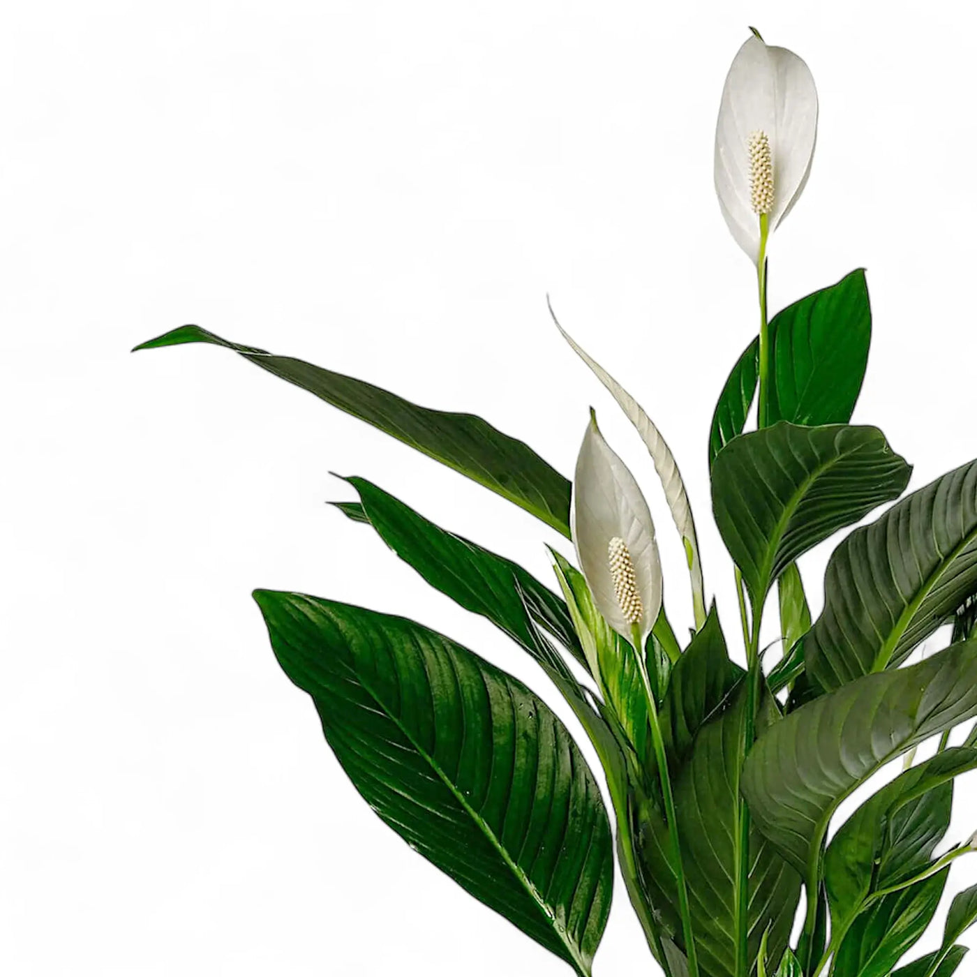 Spathiphyllum 'Bingo Cupido' vor weißem Hintergrund