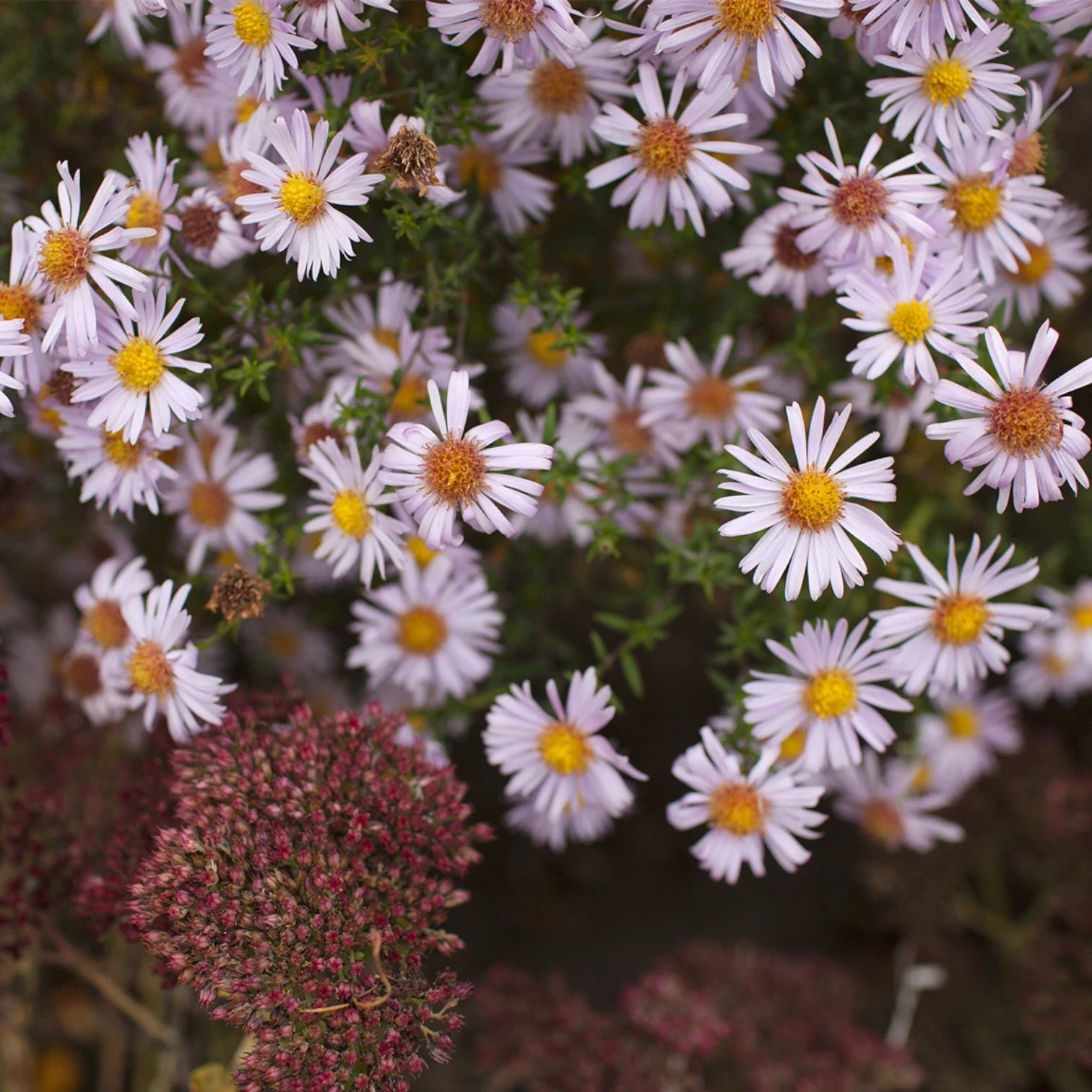 Insektenfreundliches Symphyotrichum dumosum 'Apollo' mit weißen Blüten.