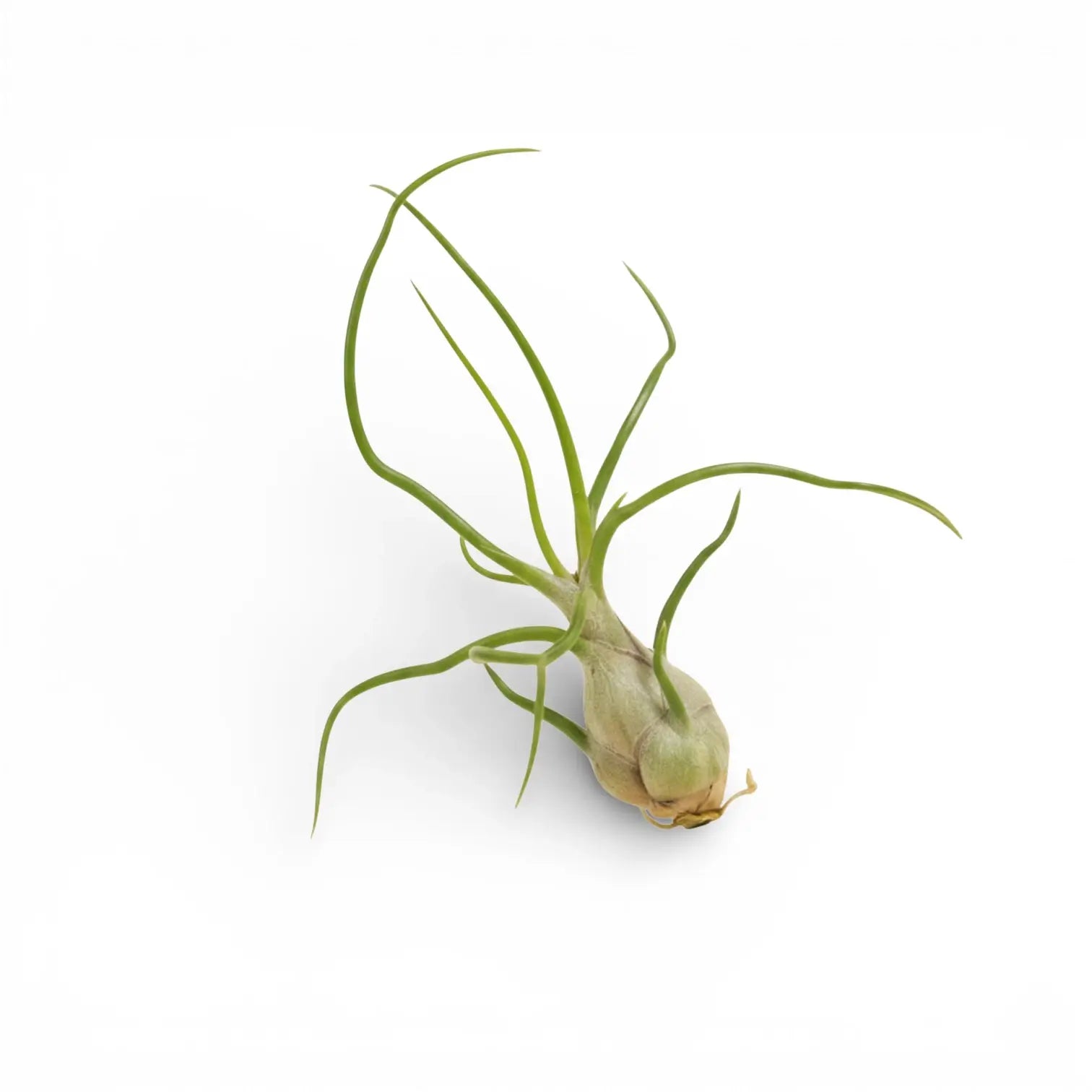 Tillandsia bulbosa air plant on a white background