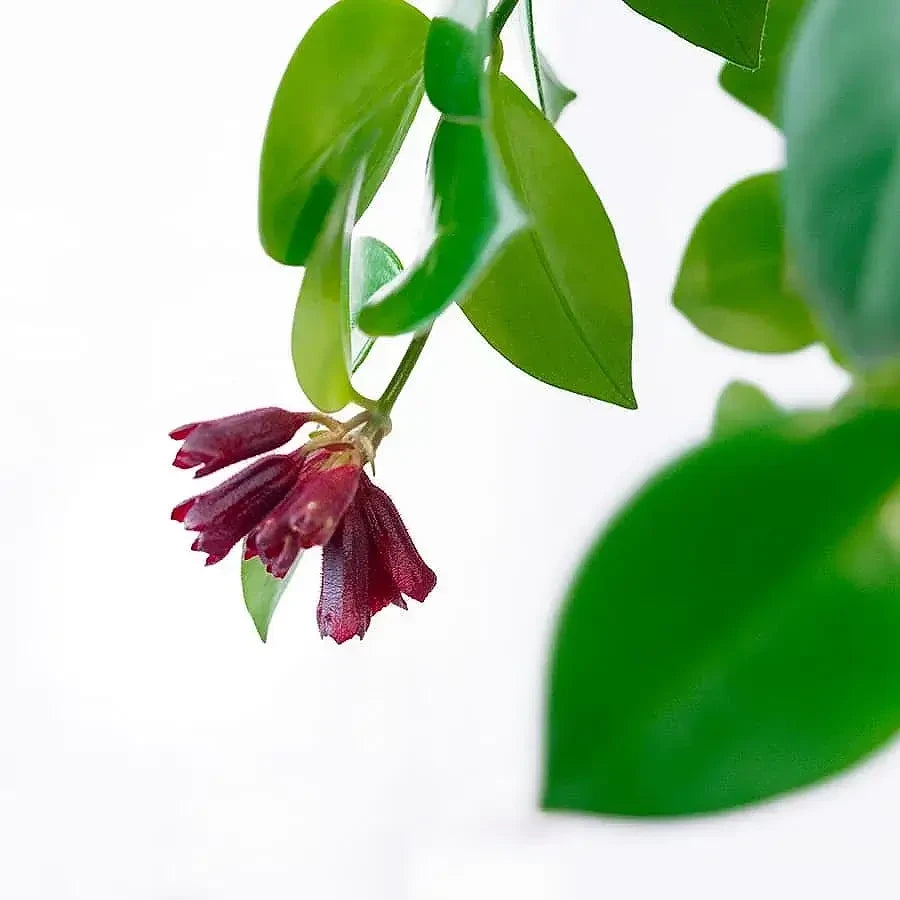 Aeschynanthus (Lipstick Plants)