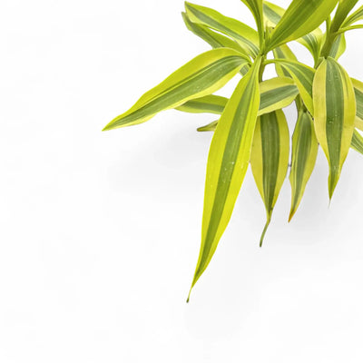 Leaves of Dracaena braunii Gold on white backround