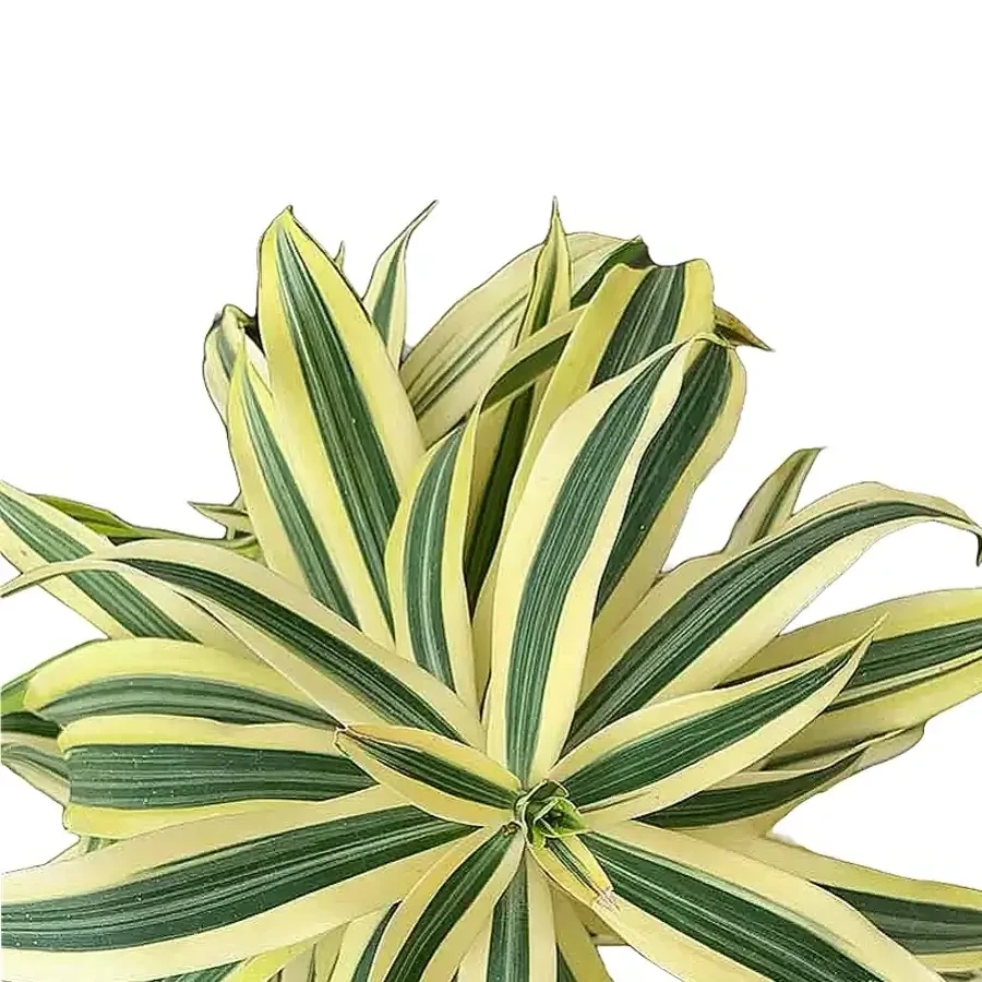 Dracaena (Dragon Tree & Snake Plant)