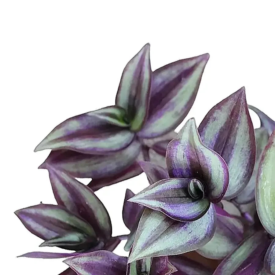 Nahaufnahme violett-silbrig gestreifter Tradescantia-Blätter vor weißem Hintergrund