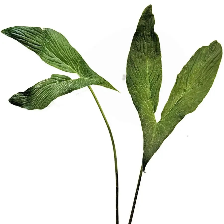 Two leaves of Cyrtosperma hambalii on white background