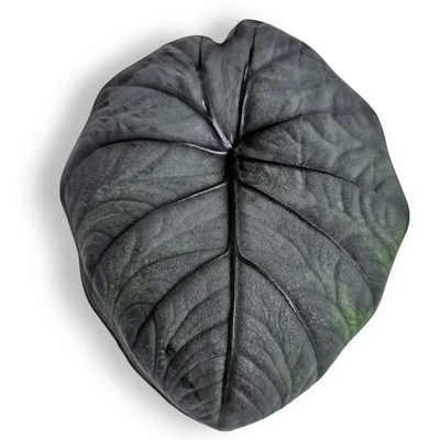Alocasia foliage on white background