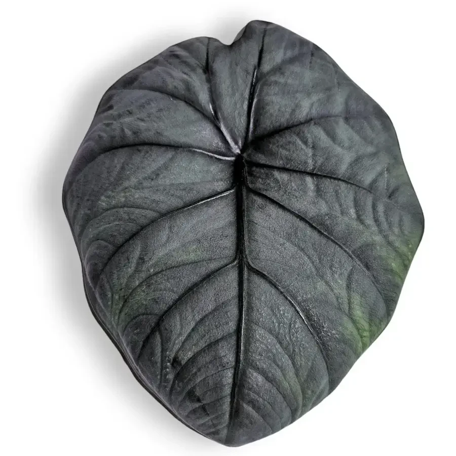 Alocasia foliage on white background