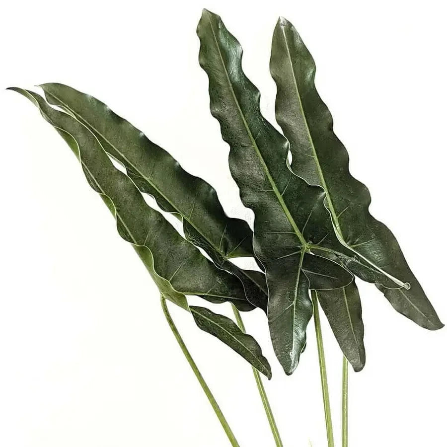 Große pfeilförmige Blätter von Thaumatophyllum stenolobum vor weißem Hintergrund
