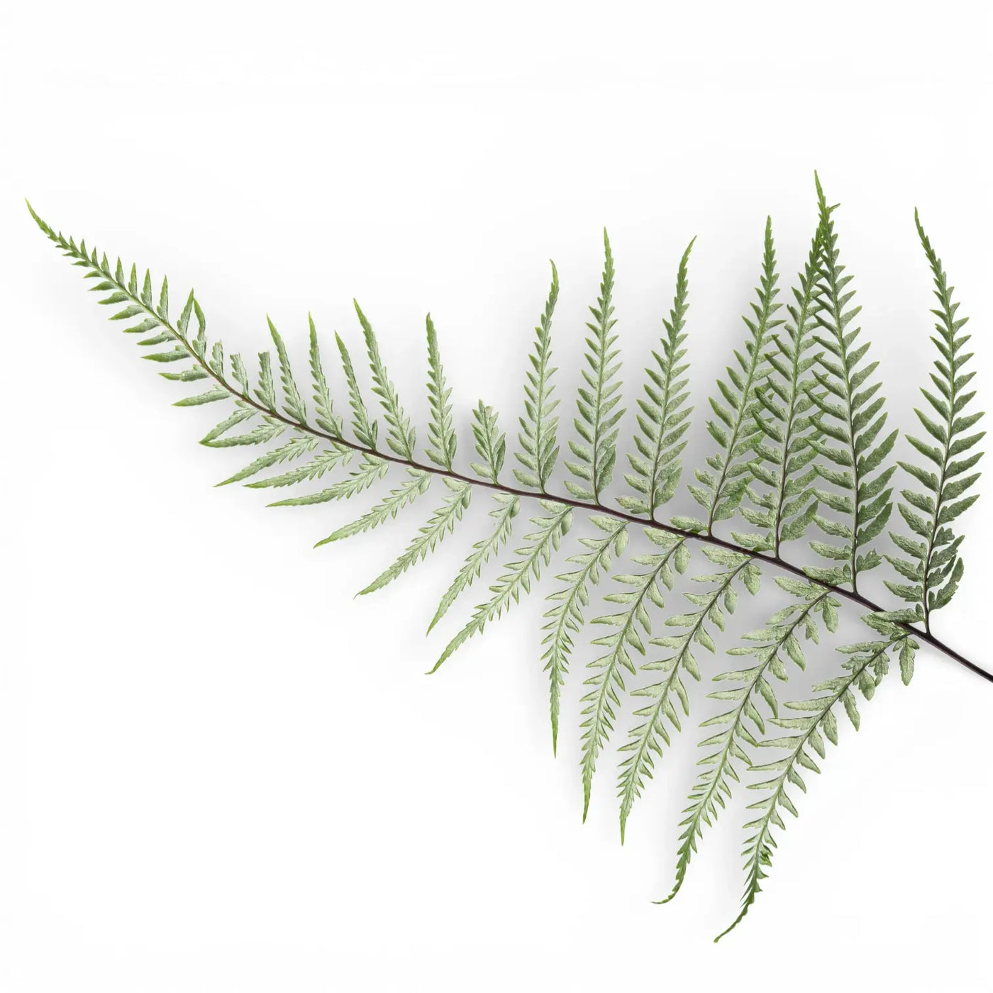 Delicate ornamental fern frond on white background