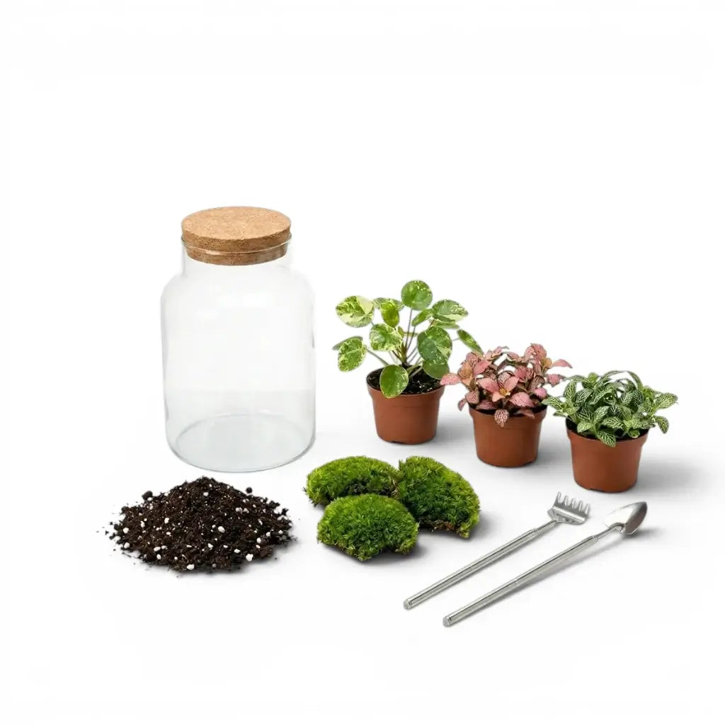 Terrarium-Set vor weißem Hintergrund mit Terrariumglas, drei Jungpflanzen und verschiedenen Substratschichten