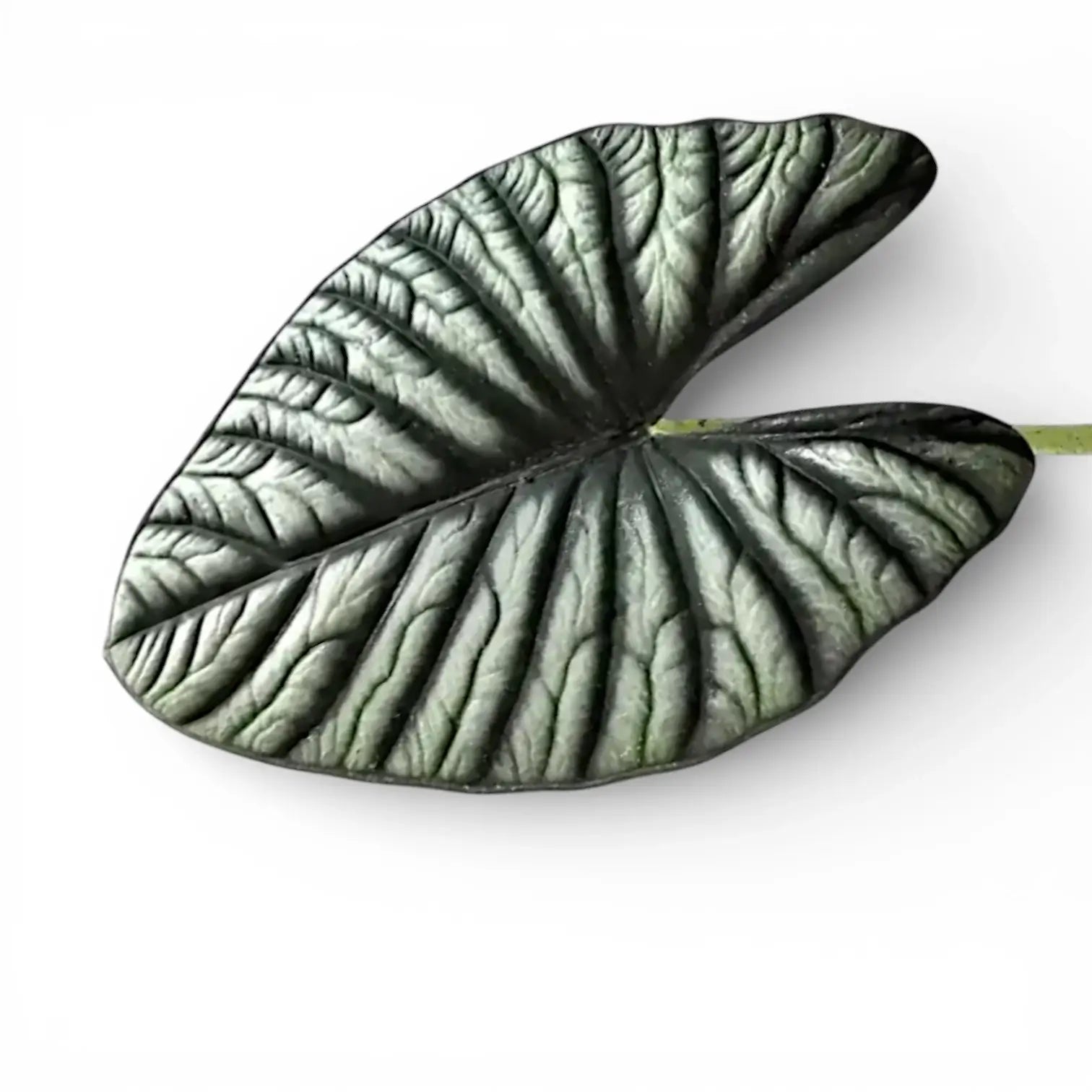 Large leaf of Alocasia nebula with silver, bullate structure on white background