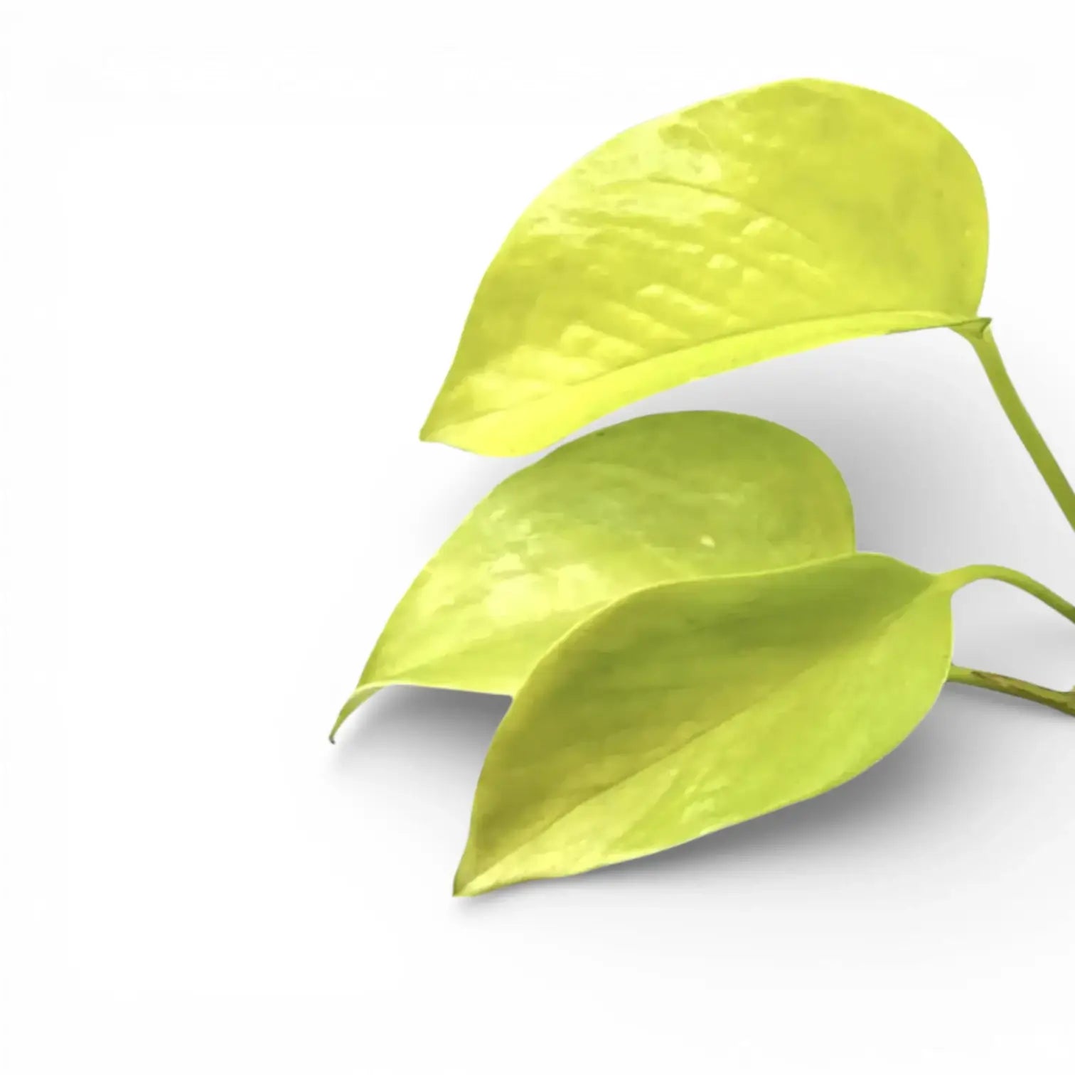 Neon-yellow leaves of Epipremnum aureum 'Neon'on white backround