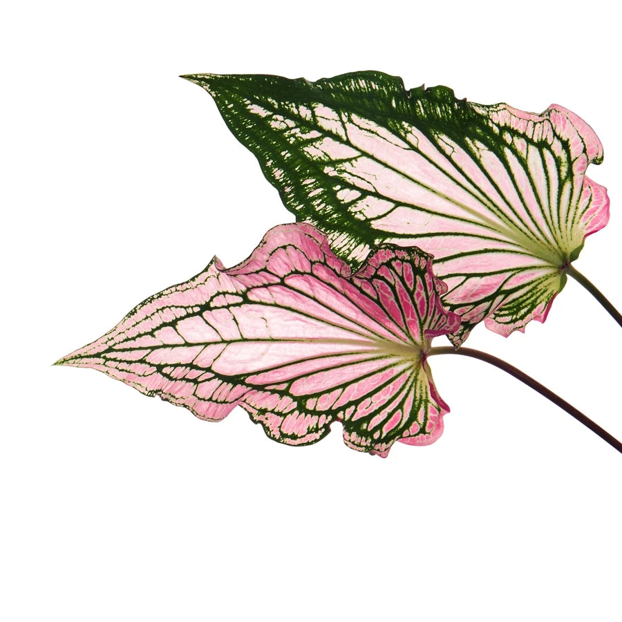 Nahaufnahme eines Caladium-Blatts vor weißem Hintergrund