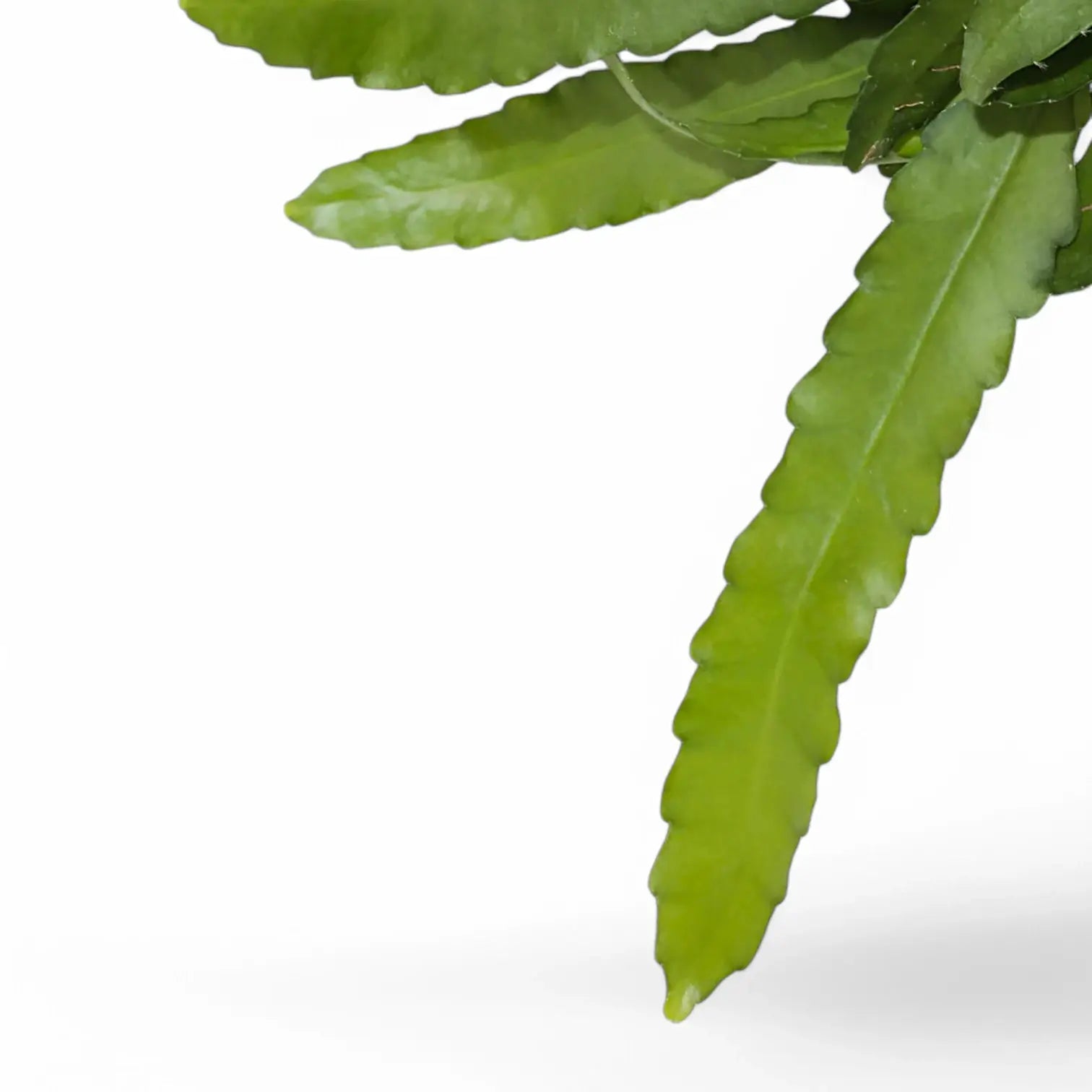 Close up of Epiphyllum 'Frühlingsgold' leaves on white background