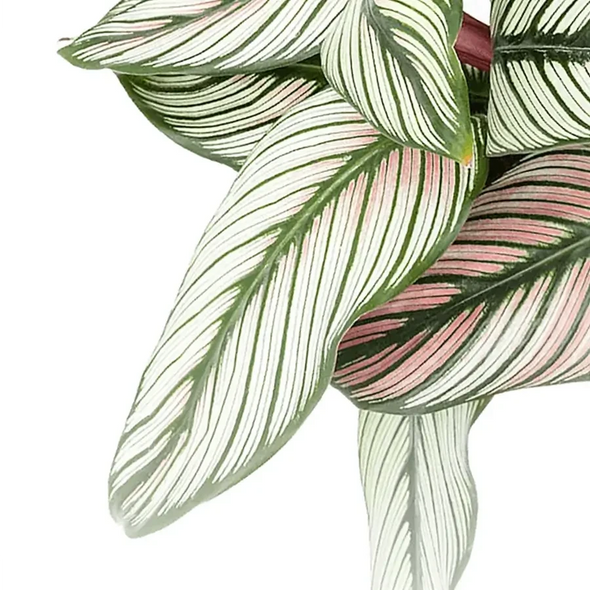 Leaves of Goeppertia 'White Star' on a white backround