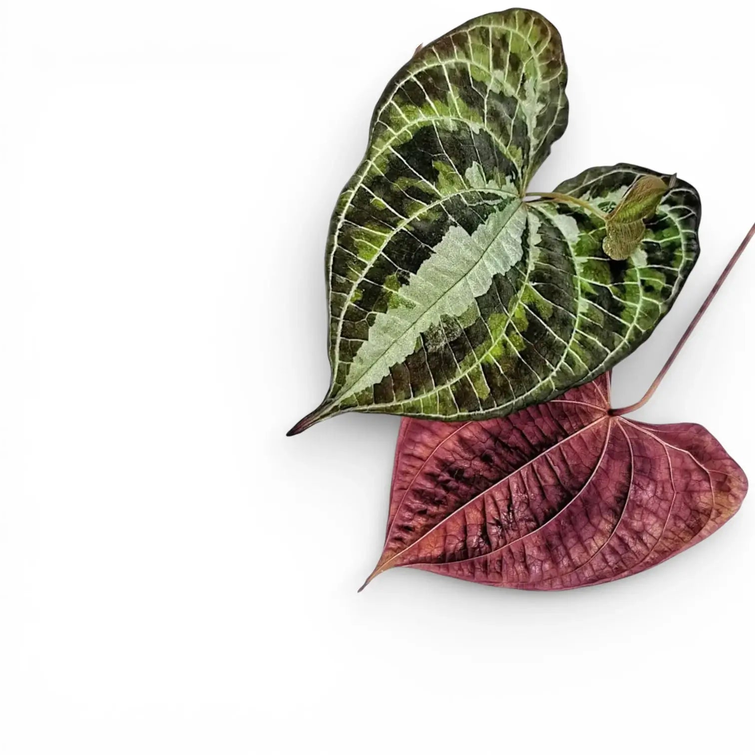 Close up of Dioscorea discolor on white background