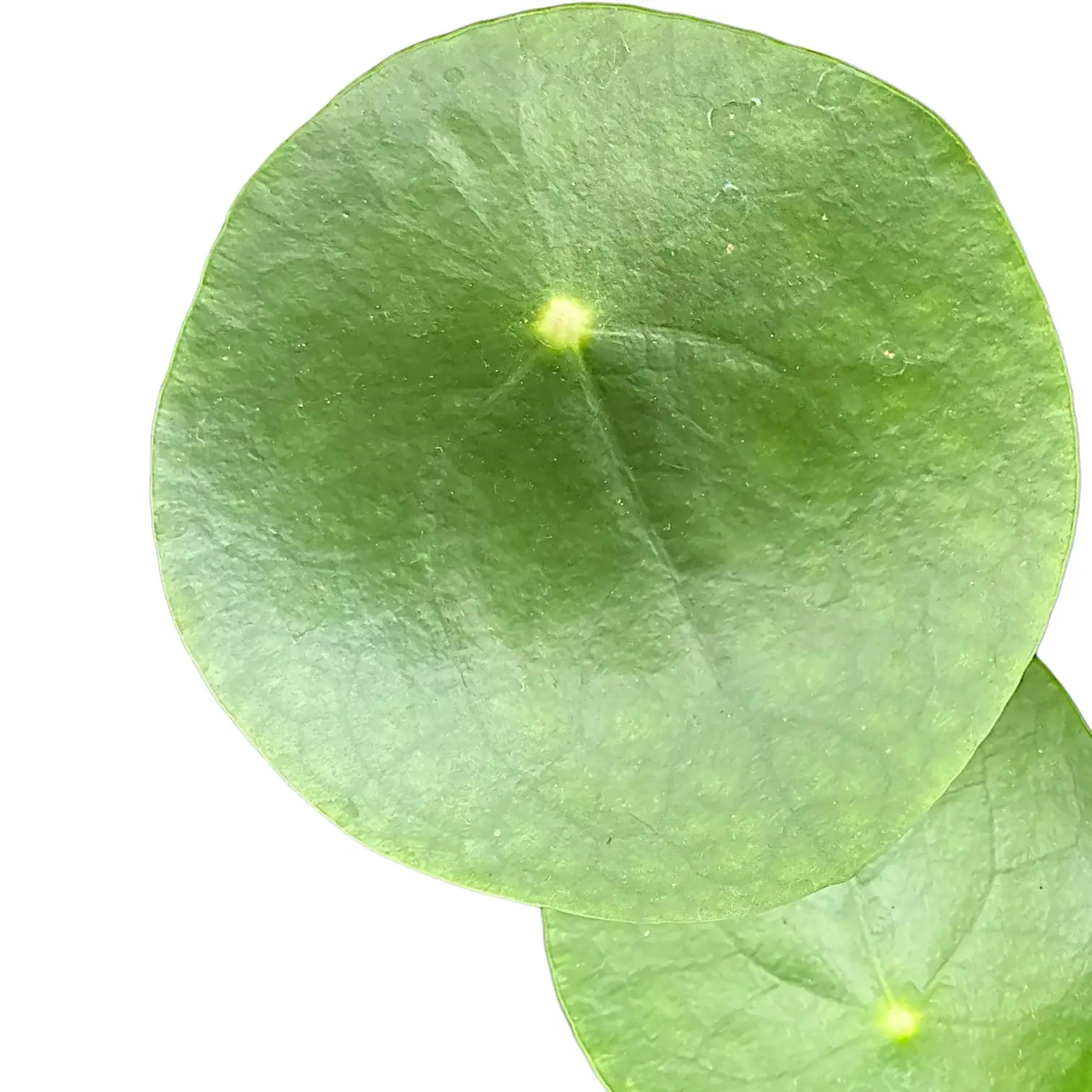 Close up of a round Pilea peperomioides leaf on a white background