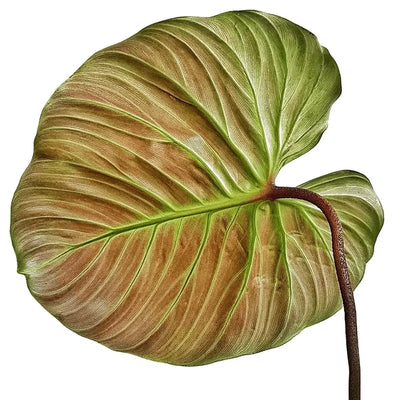 Underside of a large Philodendron El Choco leaf on a white background