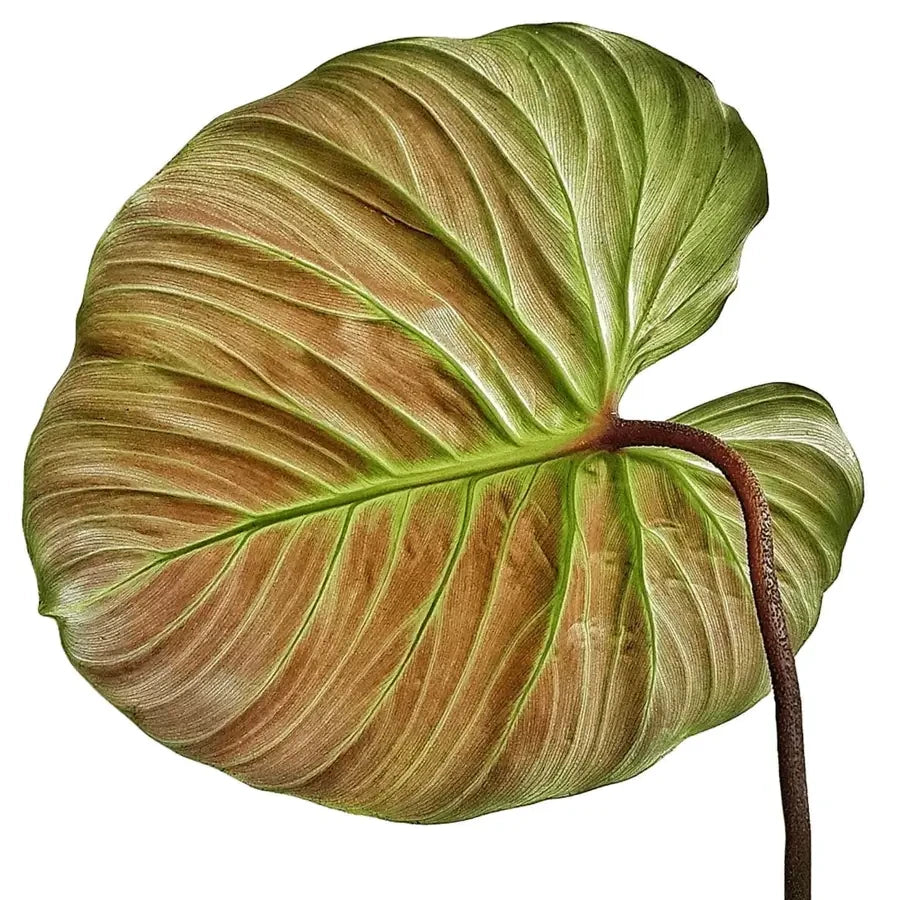 Underside of a large Philodendron El Choco leaf on a white background