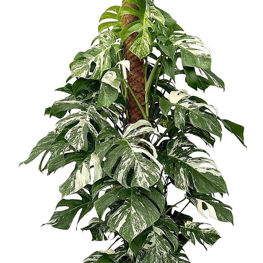 A very large Monstera albo-variegata potted plant on a moss pole, on white background