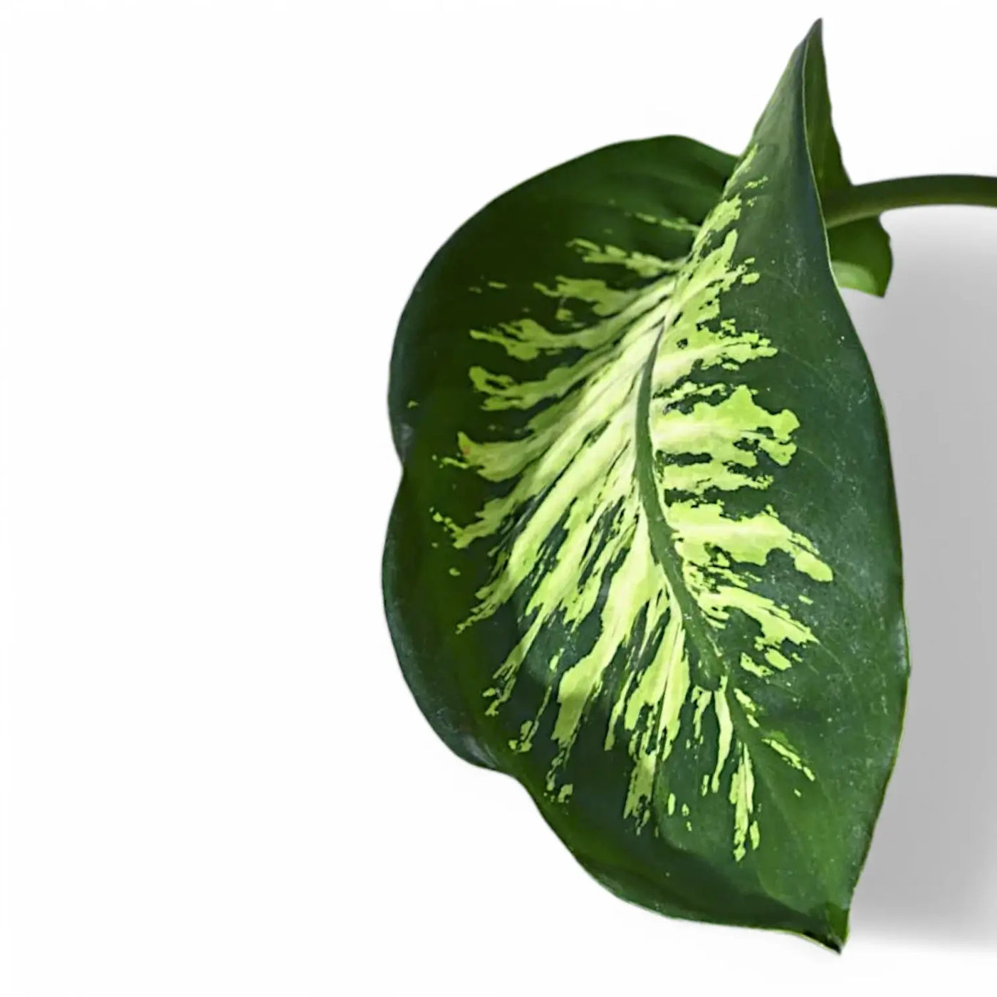 Nahaufnahme eines Blatts von Dieffenbachia seguine 'Tropic Snow' vor weißem Hintergrund