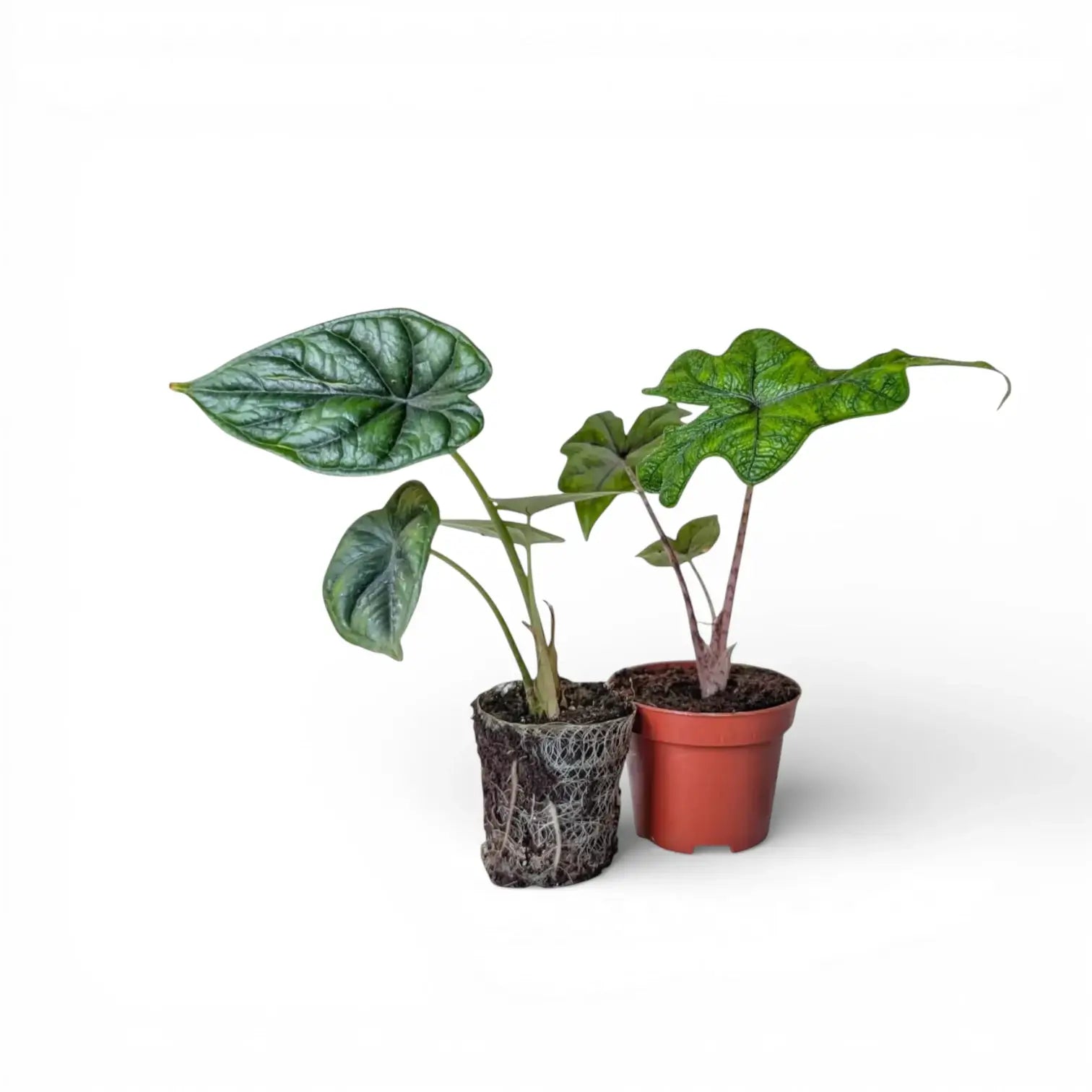 Two Alocasia baby plants, plug and baby plant, on white background