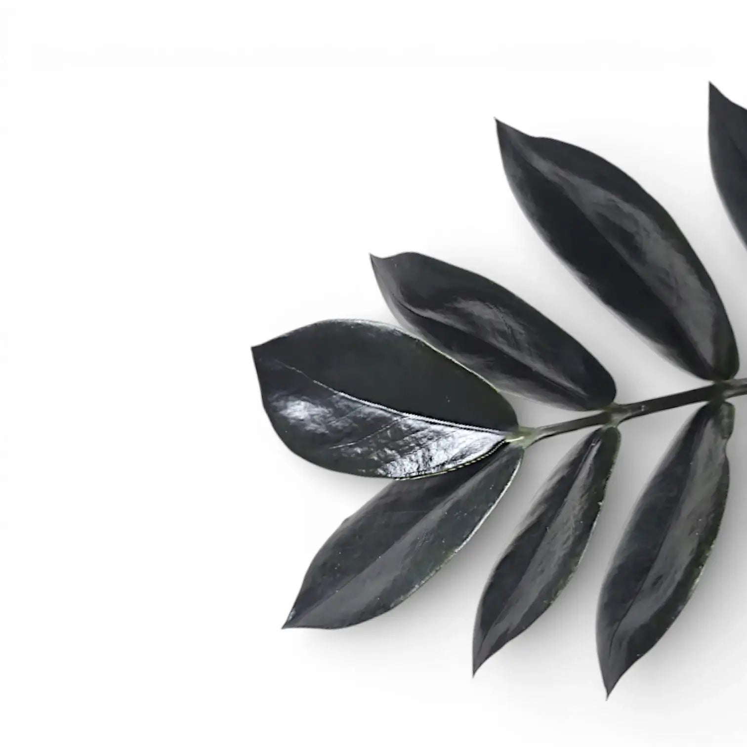 Black glossy leaves of Zamioculcas zamiifolia 'Raven' on white background
