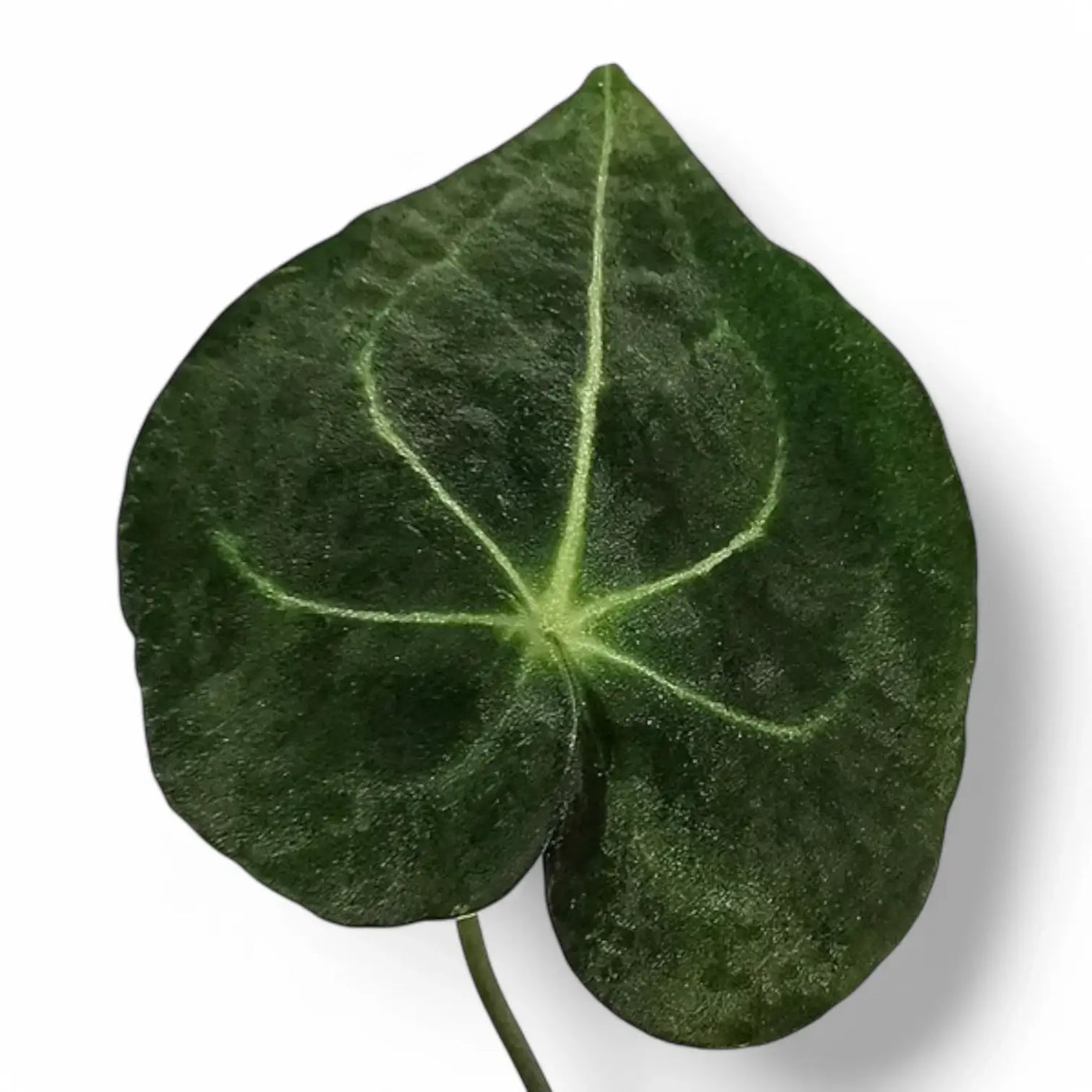Close up of Anthurium leuconeurum on white background