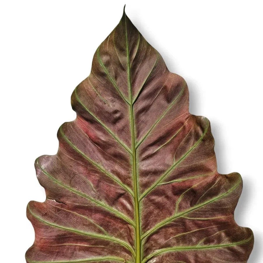 Nahaufnahme der Blattunterseite eines Aronstabgewächses: Blatt von Philodendron corsinianum vor weißem Hintergrund