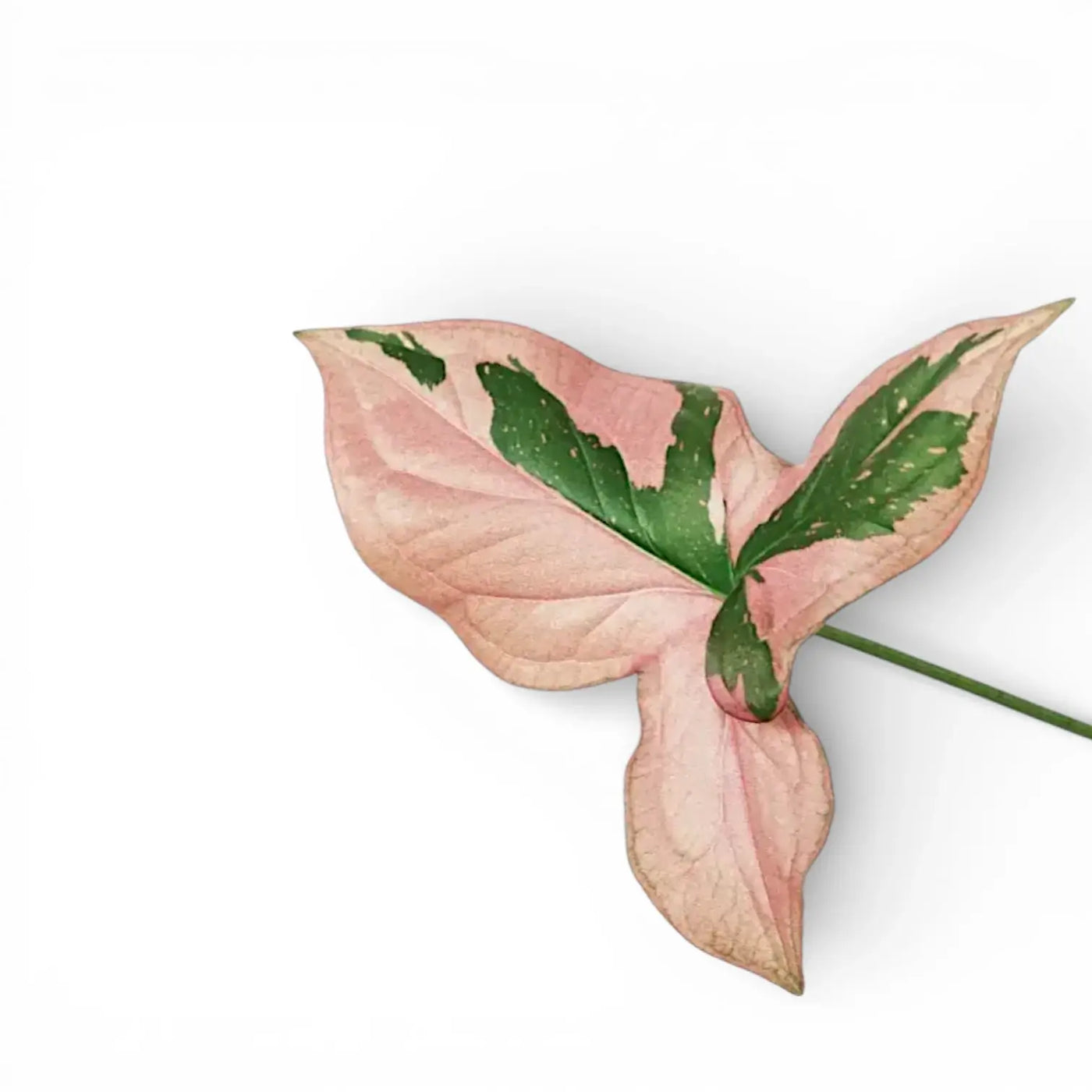 Rosa-grünes Blatt von Syngonium 'Red Spot' vor weißem Hintergrund
