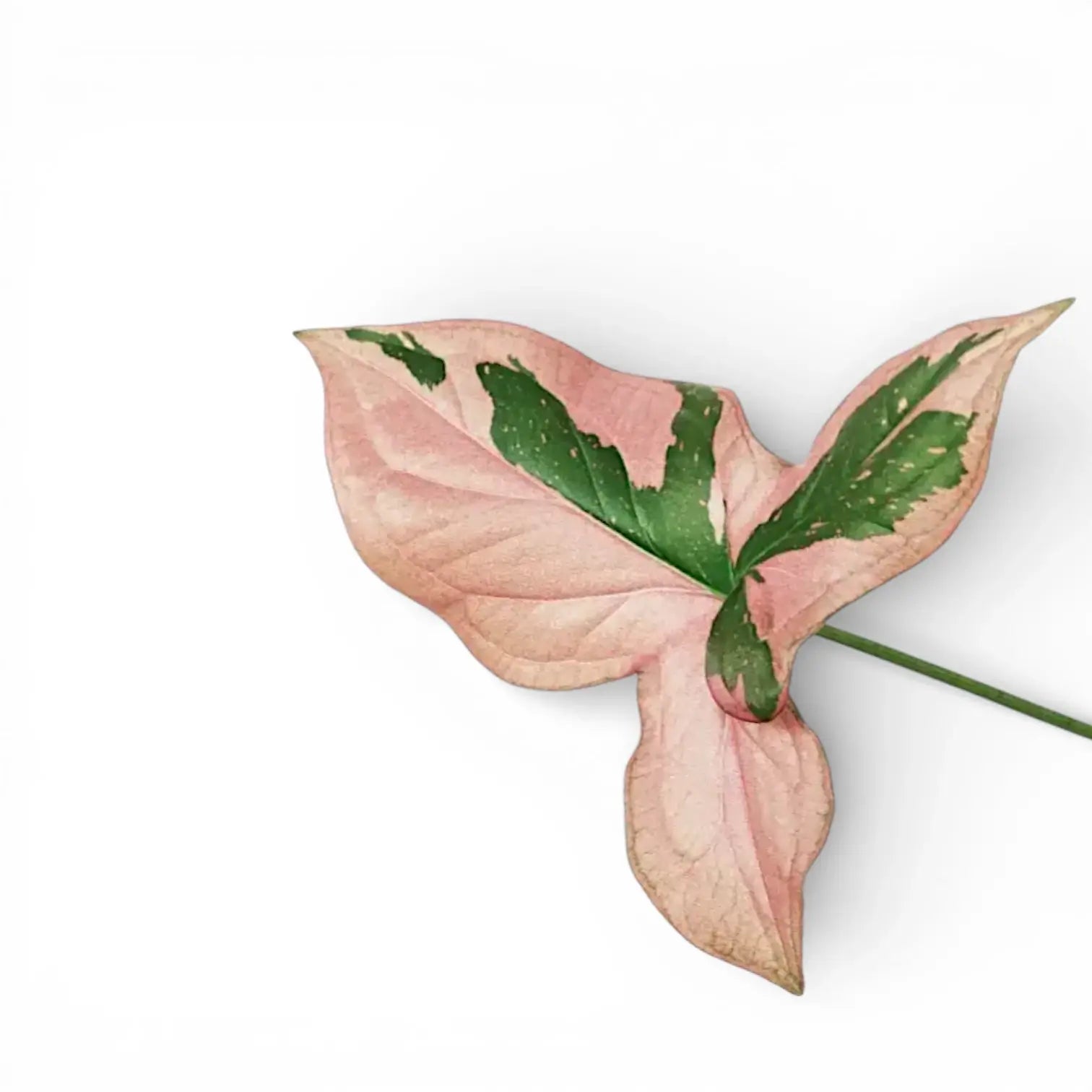 Pink and green leaf of Syngonium 'Red Spot' on a white background