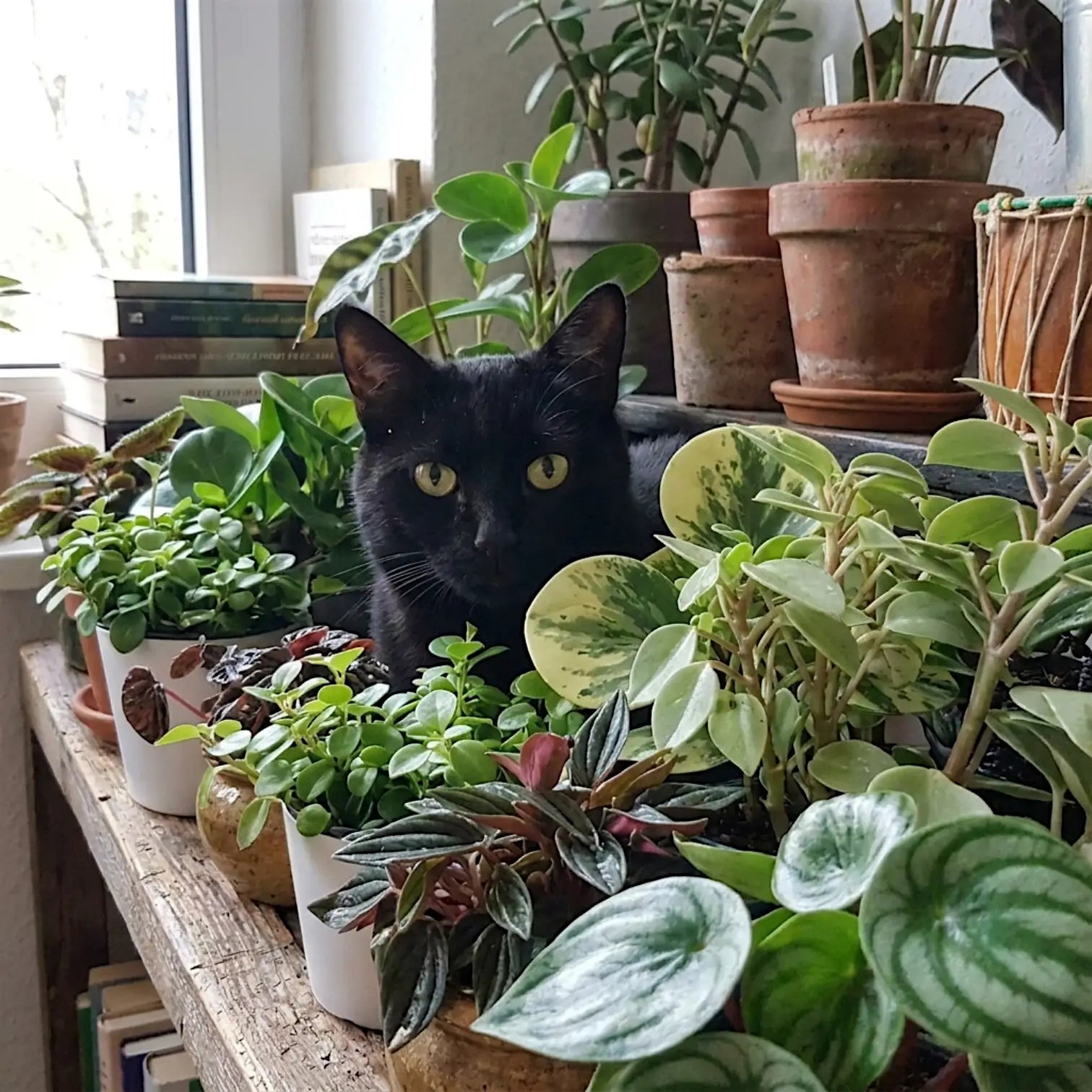 Black cat sitting among pet-friendly Peperomia and Pilea plants