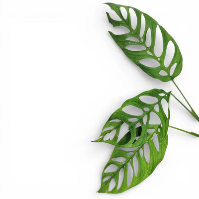 Leaves of a Monstera plant showing large fenestrations on white background