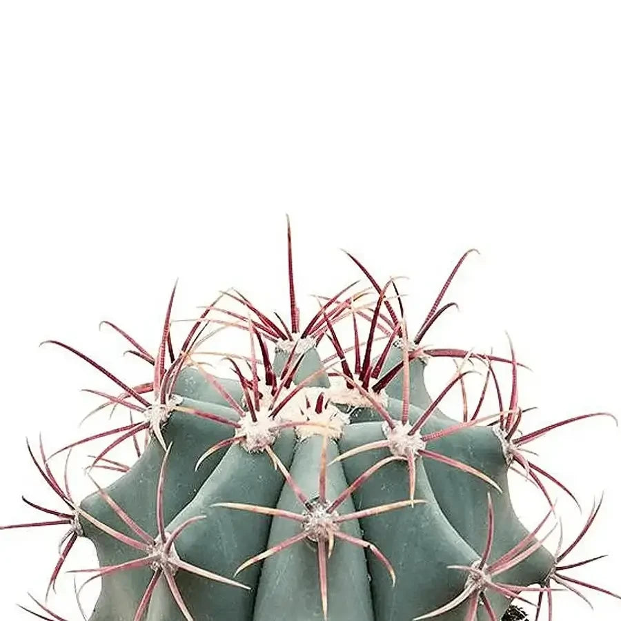 Ferocactus