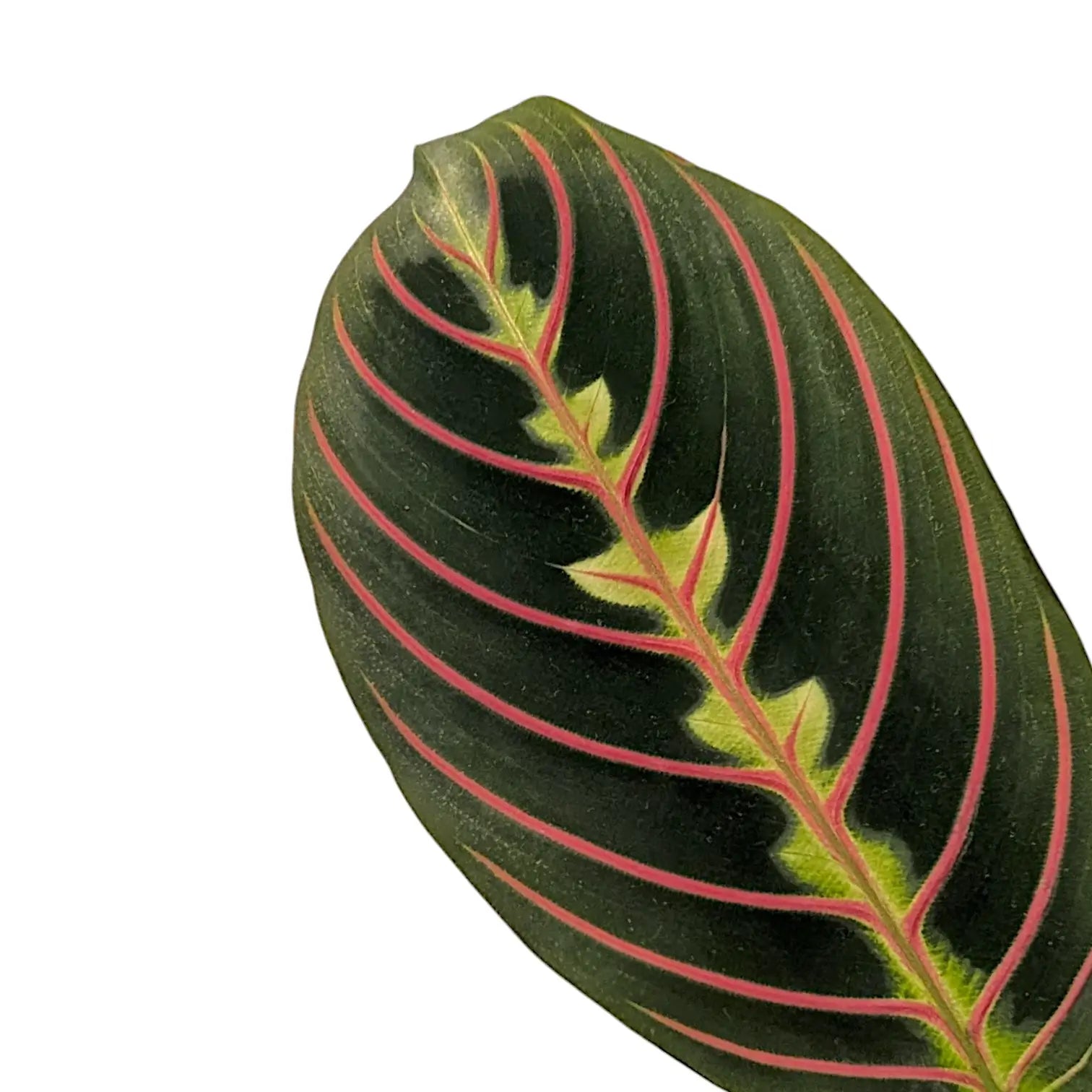 Close up of Maranta leuconeura leaf on white background