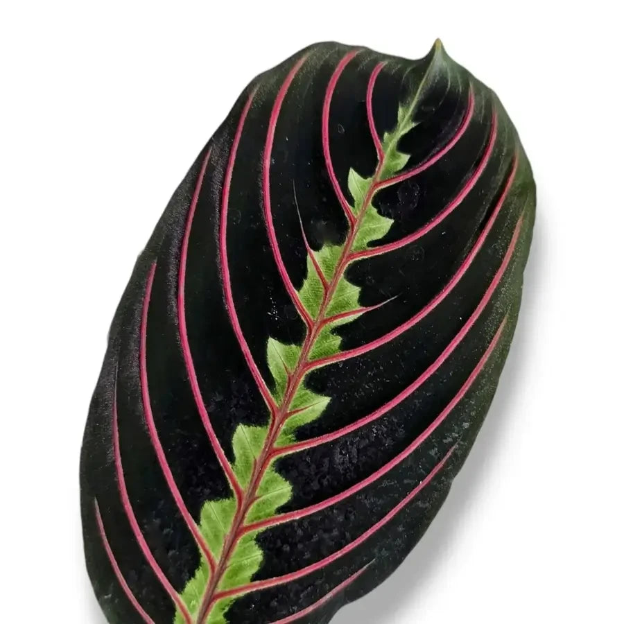 Maranta