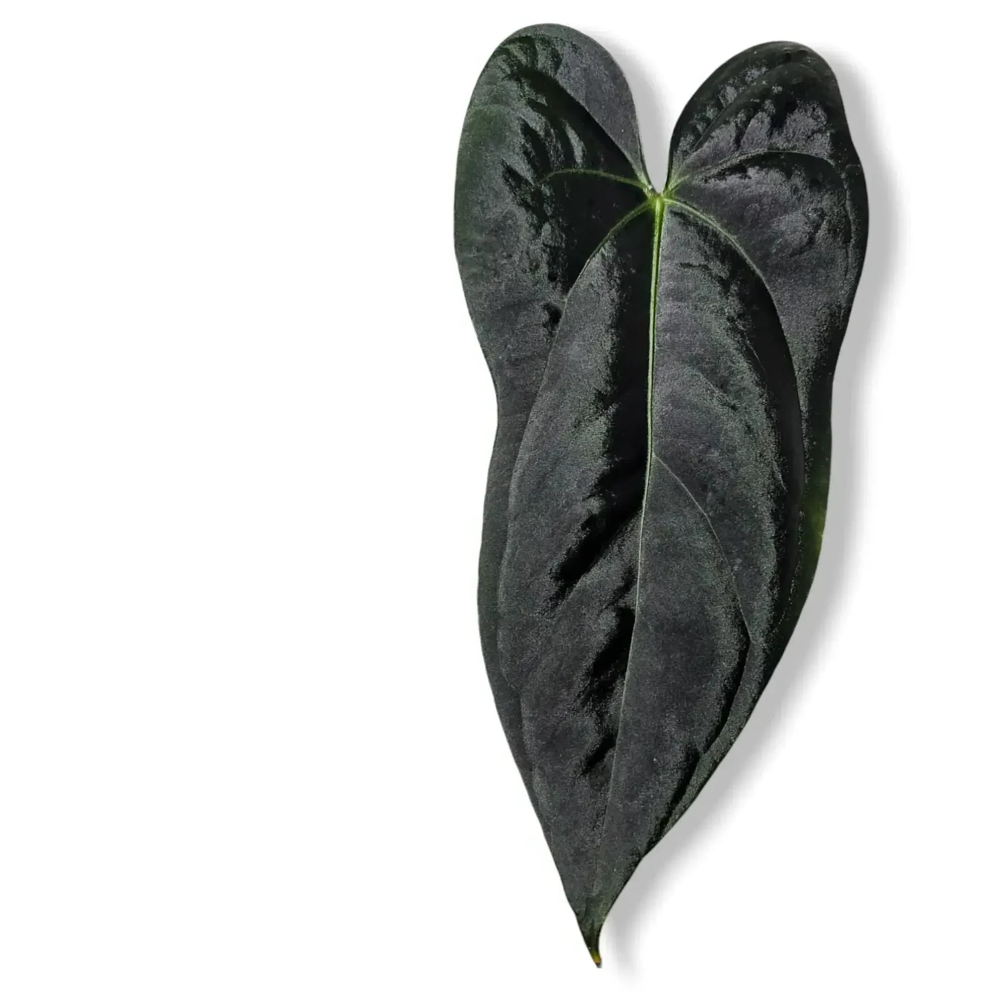 Anthurium plant leaf close up on white background