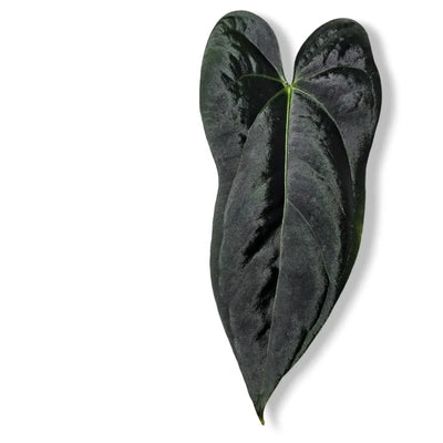 Anthurium plant leaf close up on white background