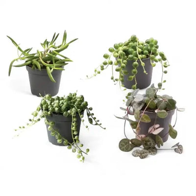 A set of four different baby plants, succulents on white background