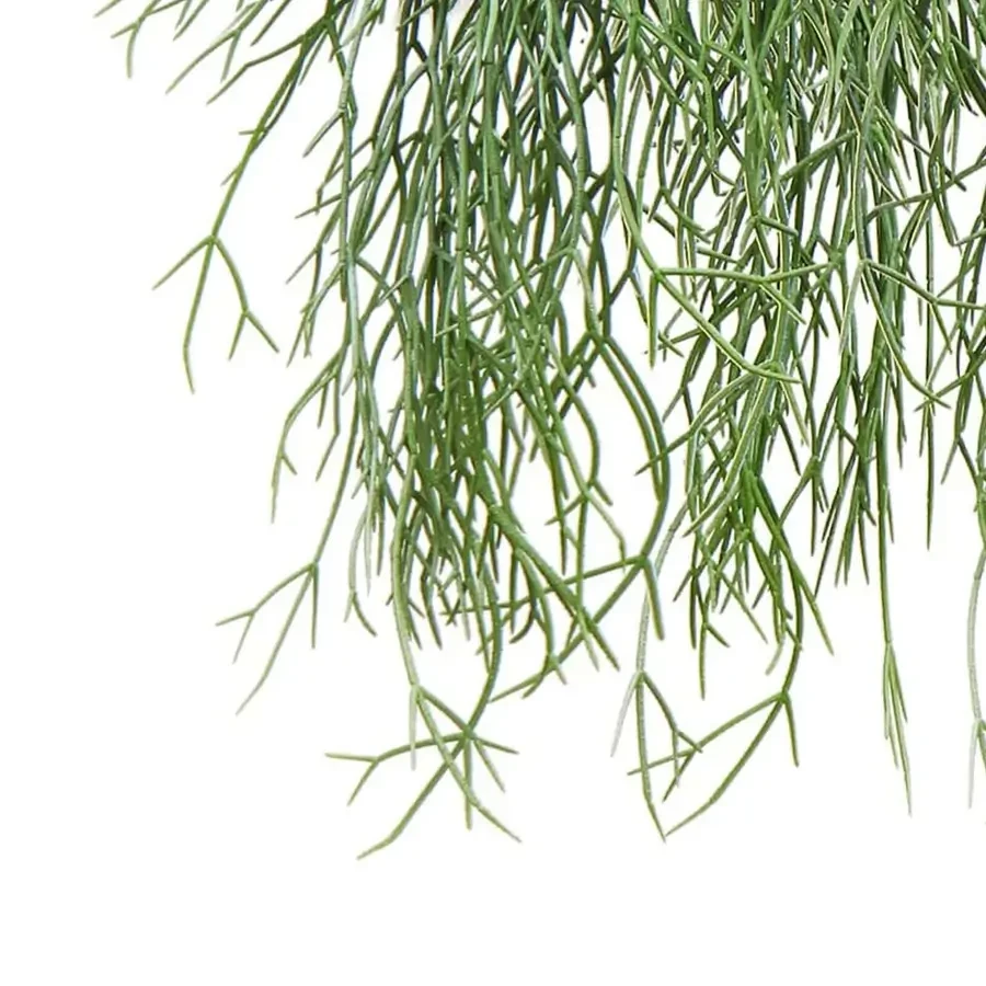 Close up of a Rhipsalis plant on a white background