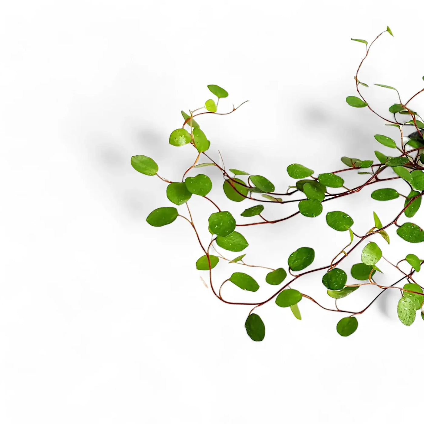 Small leaves of a Muehlenbeckia plant on white background