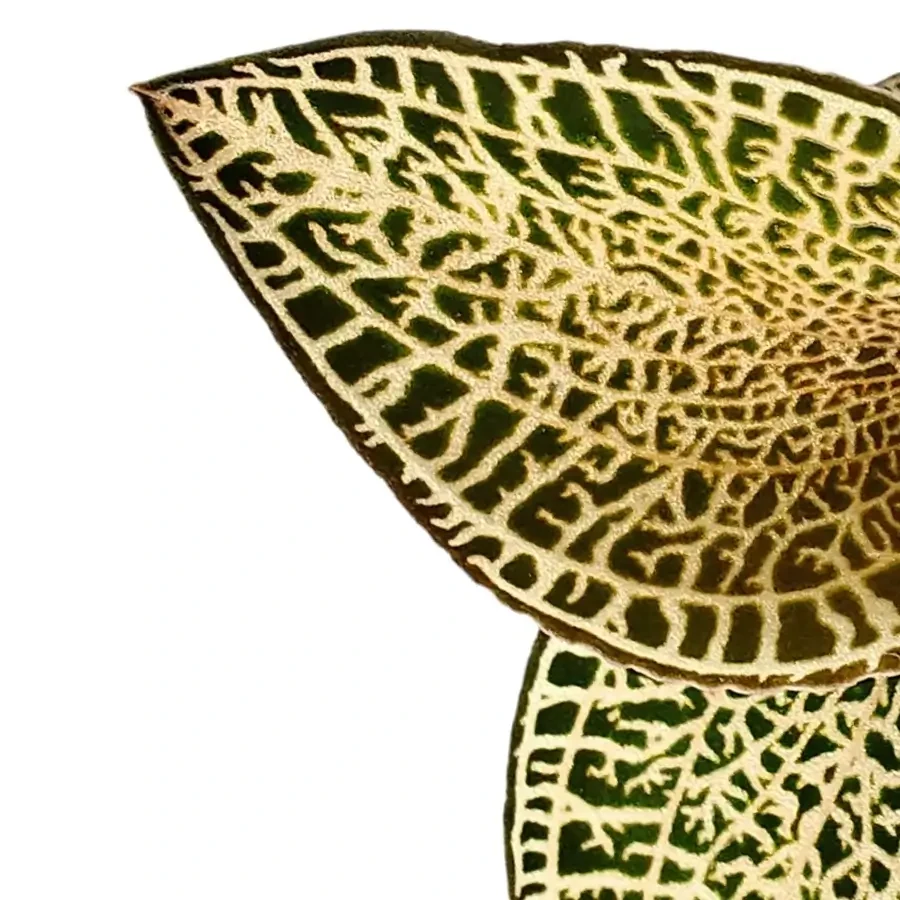 Close up of intricate leaf patterns of and Anoectochilus plant on white backround