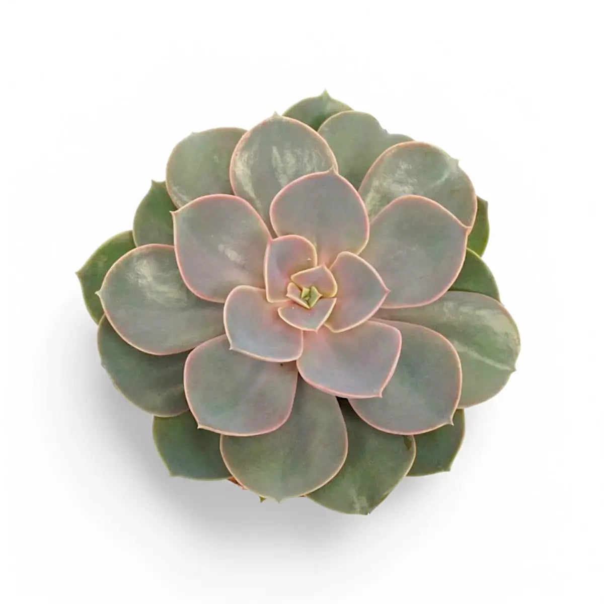 Echeveria 'Purple Pearl' vor weißem Hintergrund