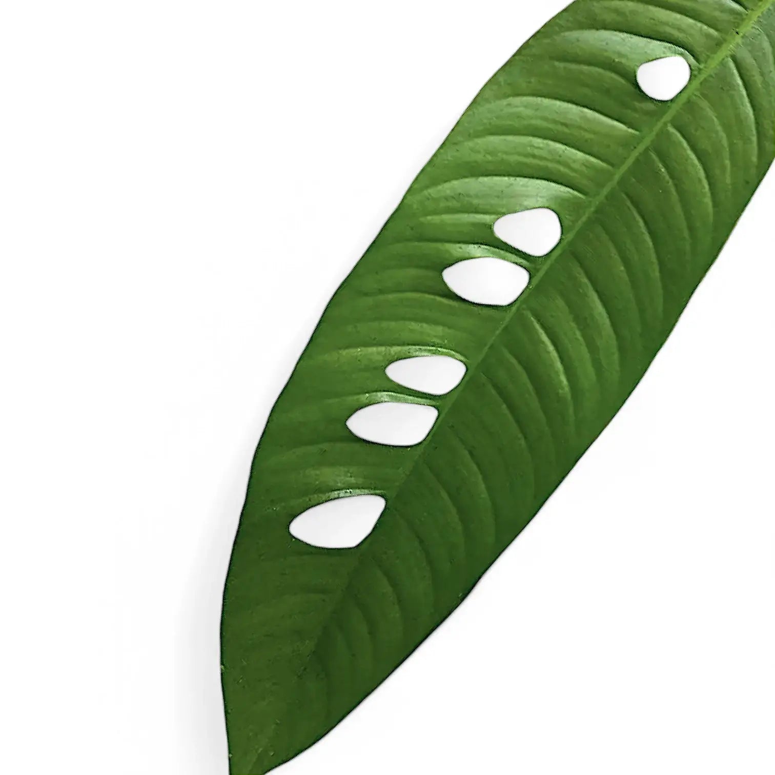 Close up of a perforated Rhaphidophora megaphylla leaf on a white background