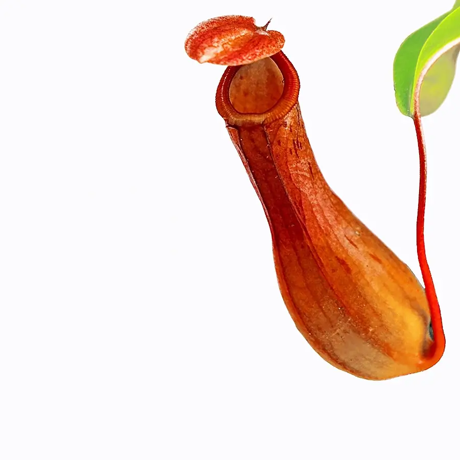 Nahaufnahme von Nepenthes × ventrata vor weißem Hintergrund