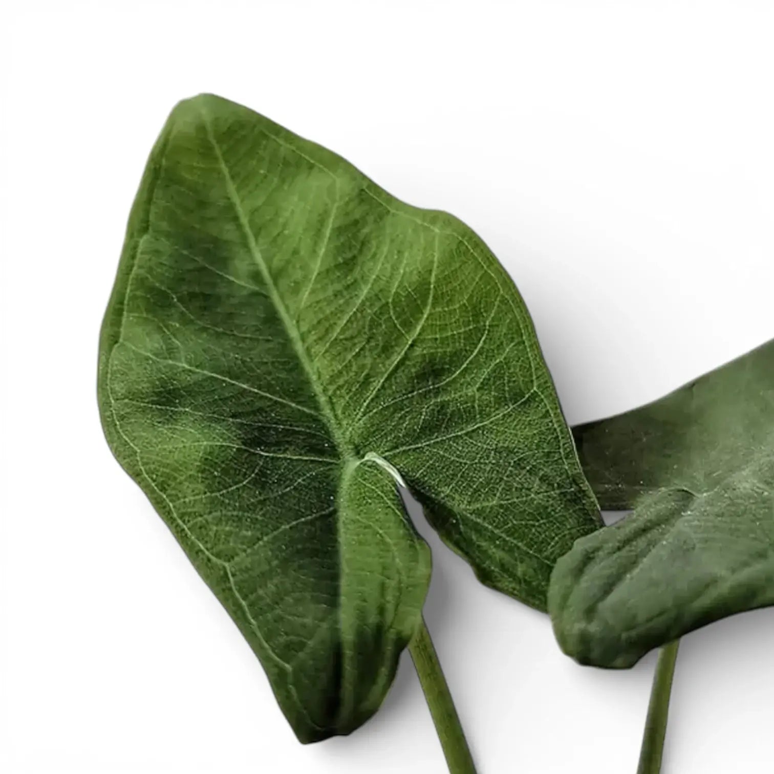 Xanthosoma dealbatum leaves on white background