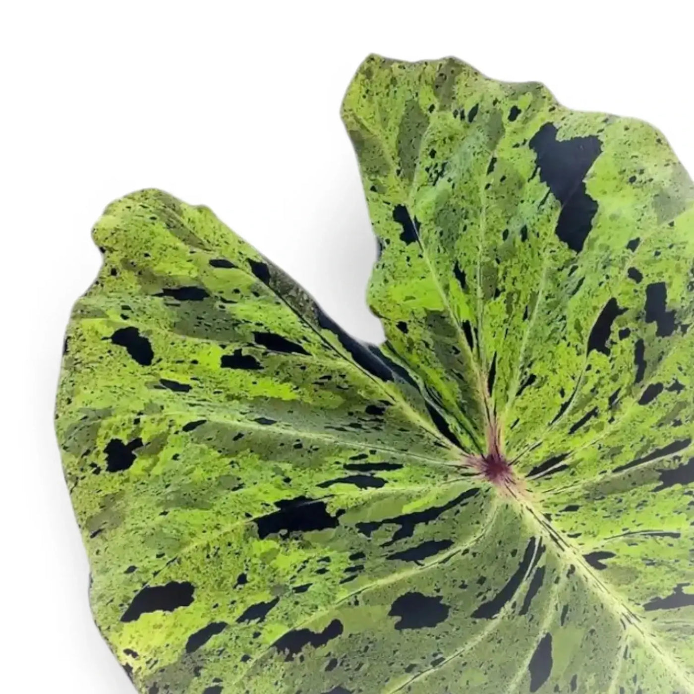 Nahaufnahme eines gesprenkelten Blatts von Colocasia 'Mojito' vor weißem Hintergrund