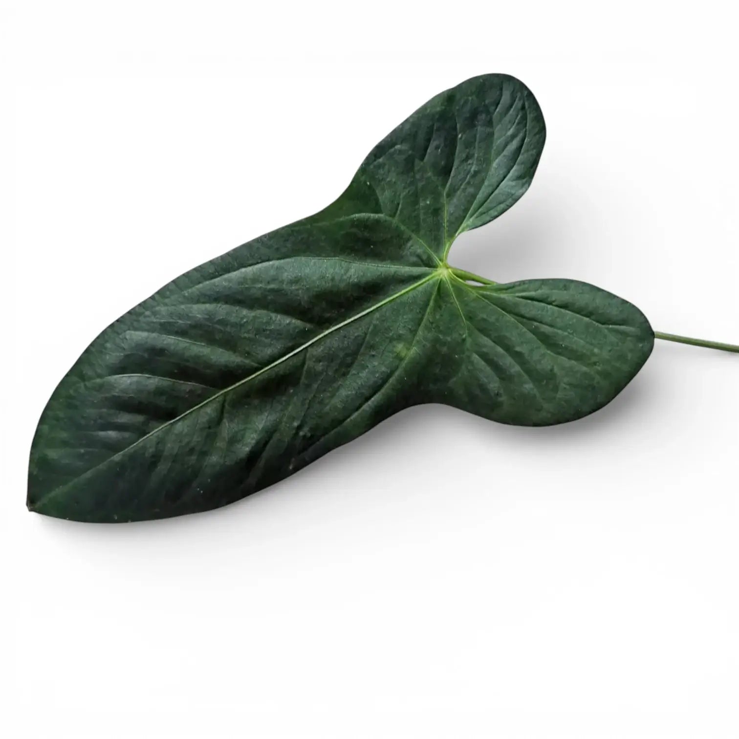 Blatt einer seltenen Anthurium-Pflanze vor weißem Hintergrund