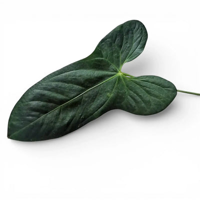 Leaf of a rare Anthurium plant on white background